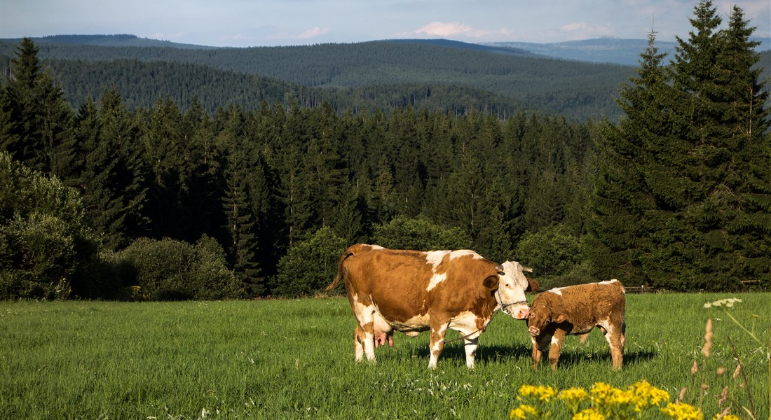 Jizerské hory - Česká republika Jizerské Hory - louka s kravičkami