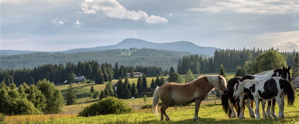 Šumava láká na krásnou přírodu i působivé vyhlídky - Česká republika Šumava - koníci
