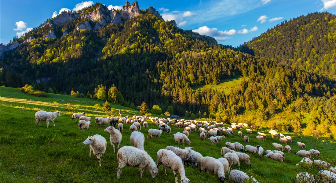 Liptov - Slovenská republika Nízké Tatry - ovečky