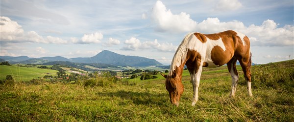 Orava