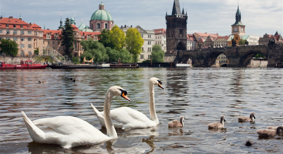 Praha - Česká republika Praha - Karlův most, labutí rodina