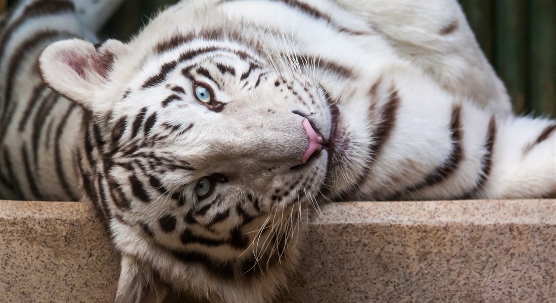 Severní Čechy - Česká republika Severní Čechy Liberec - ZOO