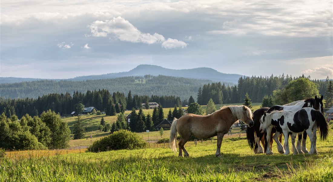 Šumava - Česká republika Šumava - koníci