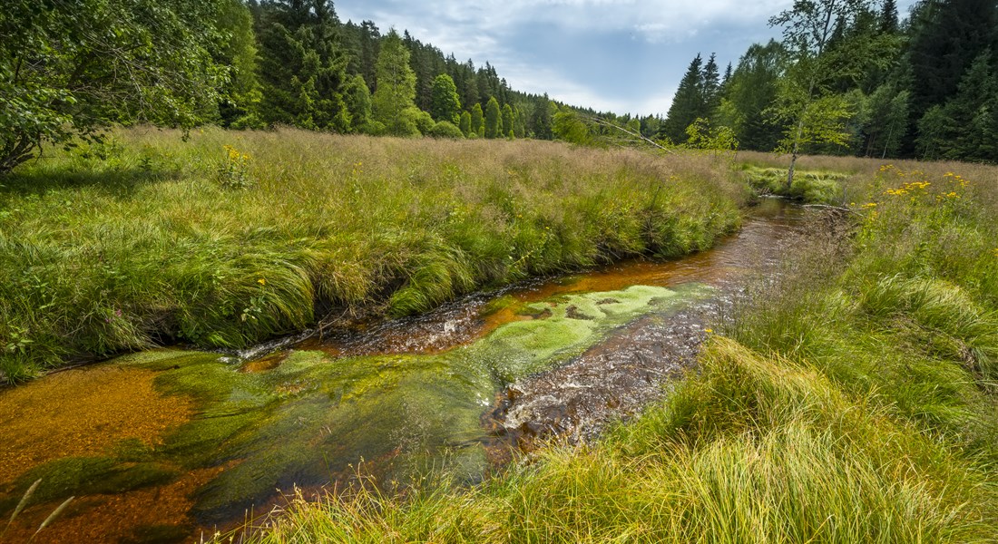 Šumava - Česká republika Šumava - potok