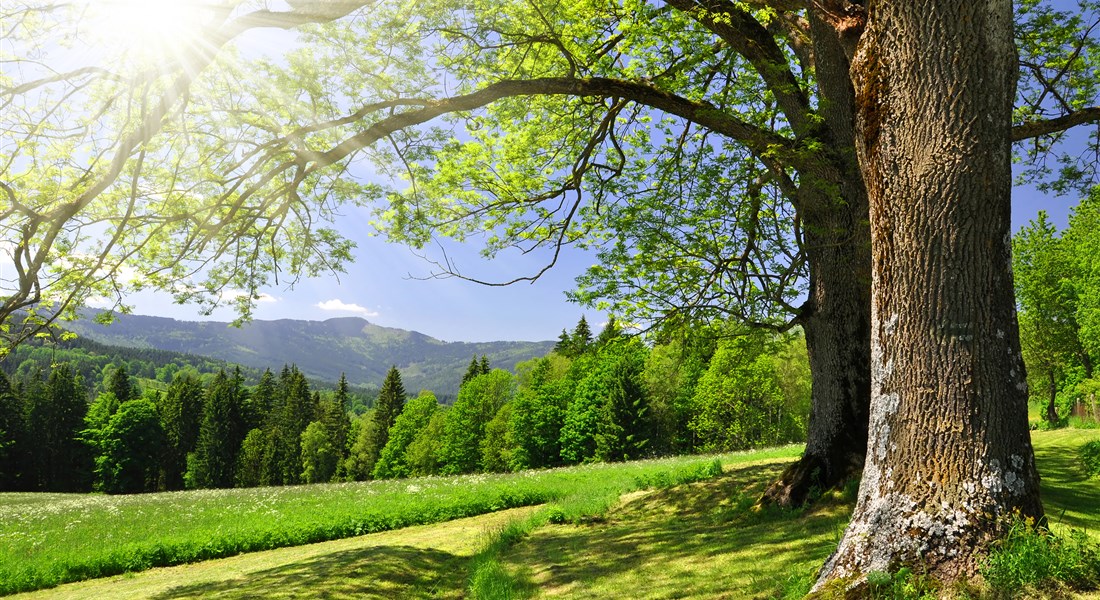 Šumava - Česká republika Šumava - přiroda