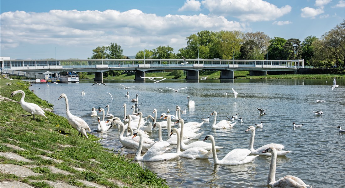 Západní Slovensko - Piešťany - labutě